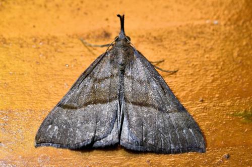 Réf. 336 050 : Hypena proboscidalis